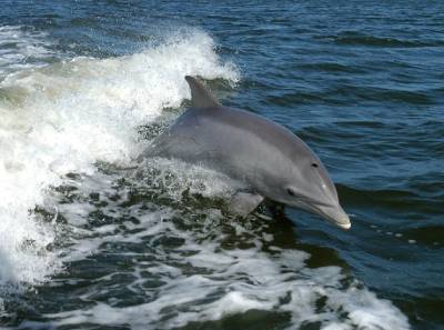 Pine Island Boat Tours